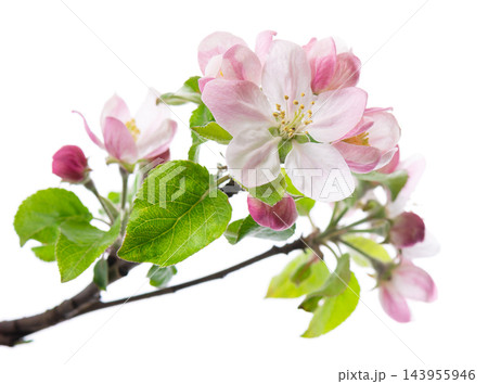 Spring apple blossom isolated on white background. Branch of flowering apple tree with pink and white flowers and green leaves. Clipping path. 143955946