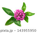 Clover flowers isolated on white background. Pink clover on a stem with green leaves. Medicinal herb. 143955950