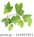 Fresh green hop branch isolated on white background. Hop cones. Beer brewing ingredient. 143955951