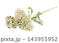 White yarrow flowers with green foliage isolated on white background. Achillea millefolium. Medicinal herb. 143955952