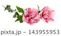 Pink double hibiscus flowers with green leaves isolated on white background. Hibiscus rosa-sinensis. 143955953