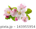 Spring apple blossom isolated on white background. Branch of flowering apple tree with pink and white flowers and green leaves. Clipping path. 143955954