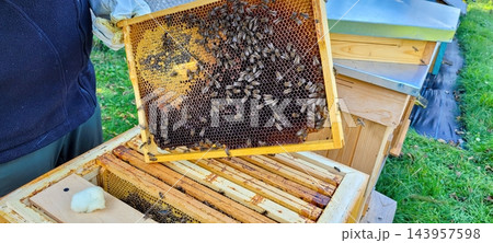 Beekeeper inspecting honeycomb frame covered with bees above open wooden beehive boxes outdoors in bright daylight, close-up view showing wax cells and active colony 143957598