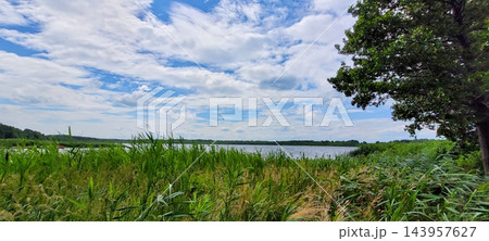 Panoramic lakeside view with reed bed grasses foreground leafy tree at right under cloudy blue sky, distant shoreline across calm water, natural daylight serenity and scenic open vista for outdoor and 143957627