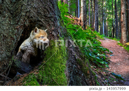 A young fox cautiously emerges from a hollow tree along a peaceful forest trail 143957999