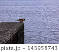 スズメ　海辺にて 143958743