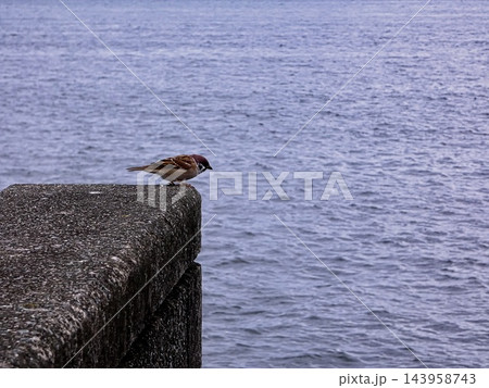 スズメ 海辺にて スズメ 海辺にて 143958743