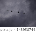 カワウ 143958744