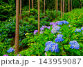 6月中旬の梅雨の南沢あじさい山で斜面の杉林に一面に咲く満開のあじさいを広角で捉えた初夏の山風景 143959087