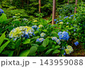 6月中旬の梅雨の南沢あじさい山で斜面の杉林に一面に咲く満開のあじさいを広角で捉えた初夏の山風景 143959088