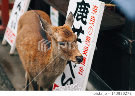 せんべい売り場に来た鹿 143959278