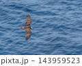 輝く青い海の上を力強く飛ぶミサゴの絶景と爽快な初夏の情緒あふれる広告用写真 143959523