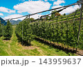 Young apple Malus domestica orchard with anti hail net frames below terraced hillside vineyards 143959637
