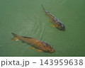Two carp fish swimming in green pond water 143959638