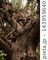 Gnarled trunk of ancient olive tree 143959640