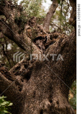 Gnarled trunk of ancient olive tree Gnarled trunk of ancient olive tree 143959640