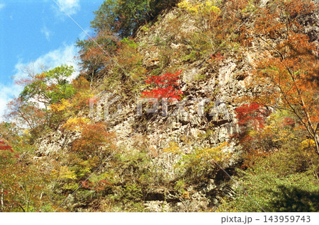 岩山に生える紅葉した木々 岩山に生える紅葉した木々 143959743