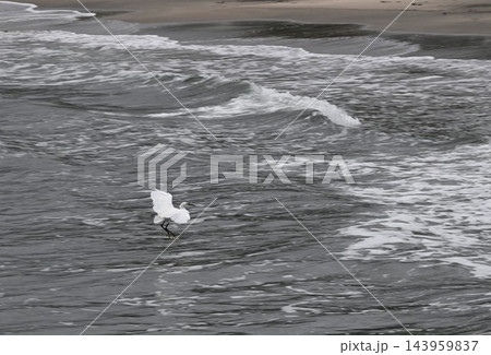 海岸に漂着したコサギ 143959837