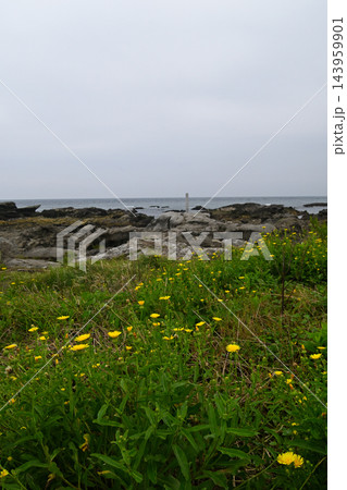 海辺に咲くブタナの花 143959901