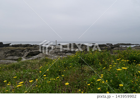 海辺に咲くブタナの花 海辺に咲くブタナの花 143959902