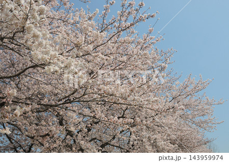 青空に映える満開の桜 143959974