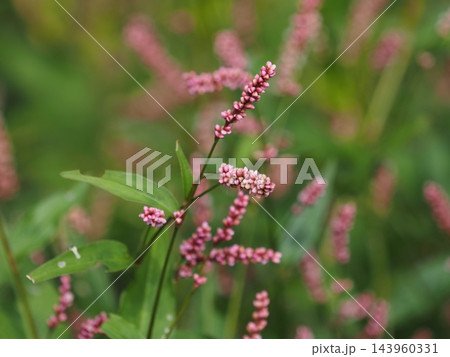 タデ科イヌタデの花穂 タデ科イヌタデの花穂 143960331