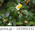 チャノキ（茶の木）の花 143960332
