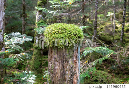 白駒の森の苔むす切り株 白駒の森の苔むす切り株 143960485