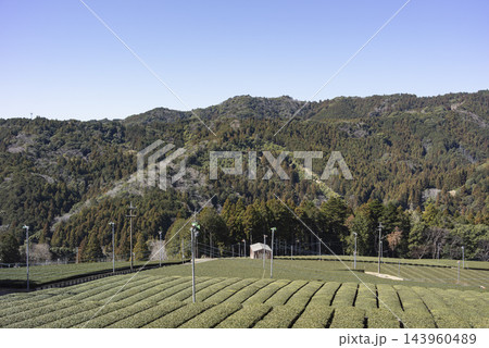 掛川市の山間に広がる茶畑と早春の山々 143960489