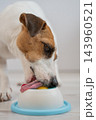 A Jack Russell Terrier dog licks a lick toy. 143960521