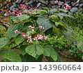 雨に濡れるクサギの花 143960664