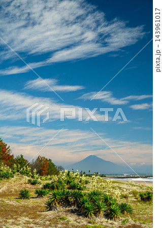 キミガヨランの群生と富士山 キミガヨランの群生と富士山 143961017