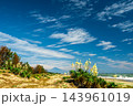 須々木海岸から見たキミガヨランと富士山 143961019