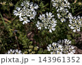 Multiple White Laceflower Blossoms of Orlaya grandiflora Among Green Foliage 143961352