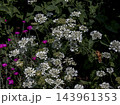 White Orlaya grandiflora Flowers Growing Among Pink Blooms in a Garden 143961353