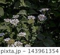 White Laceflower Orlaya grandiflora Against Large Green Leaves in a Garden 143961354