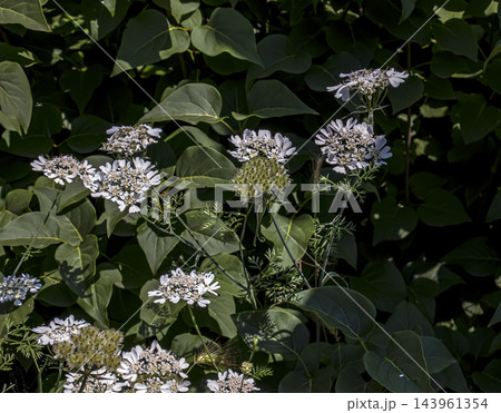 White Laceflower Orlaya grandiflora Against Large Green Leaves in a Garden White Laceflower Orlaya grandiflora Against Large Green Leaves in a Garden 143961354