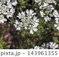 White Orlaya grandiflora Flowers in Bloom with Delicate Lace-Like Petals 143961355