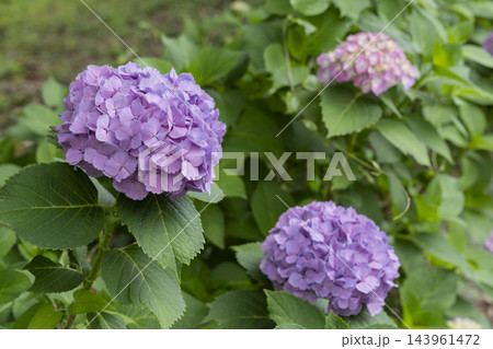 アジサイの花 アジサイの花 143961472