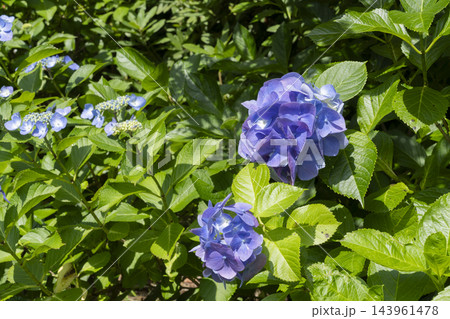 アジサイの花 アジサイの花 143961478