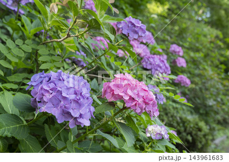 アジサイの花 143961683