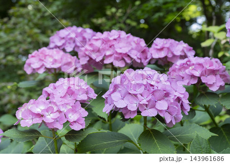 アジサイの花 143961686