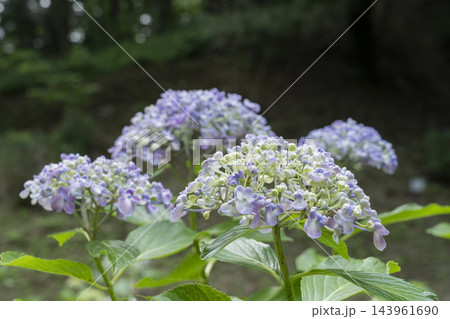 アジサイの花 143961690