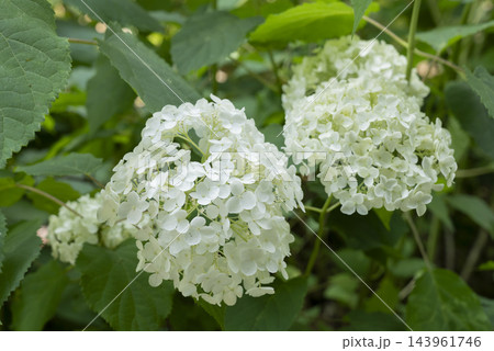 アジサイの花 アジサイの花 143961746