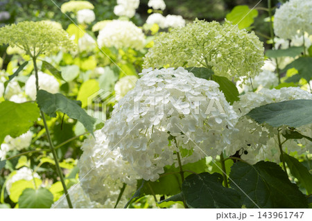 アジサイの花 アジサイの花 143961747