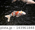 赤と白の鮮やかな錦鯉 143961848