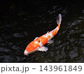 赤と白の鮮やかな錦鯉 143961849