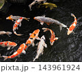 水面を泳ぐ色鮮やかな錦鯉 143961924