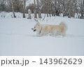 A Samoyed dog runs through the snow. 143962629