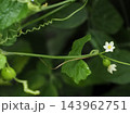 スズメウリの花と実と蔓 143962751